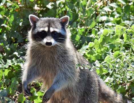 A raccoon stands amidst dense greenery, its front paws slightly raised. The animal's fur is a combination of gray and black, with distinctive markings around its eyes.