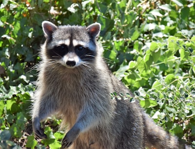 A raccoon stands amidst dense greenery, its front paws slightly raised. The animal's fur is a combination of gray and black, with distinctive markings around its eyes.