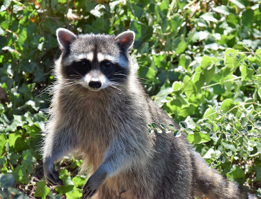 a raccoon standing on its hind legs in front of a bush
