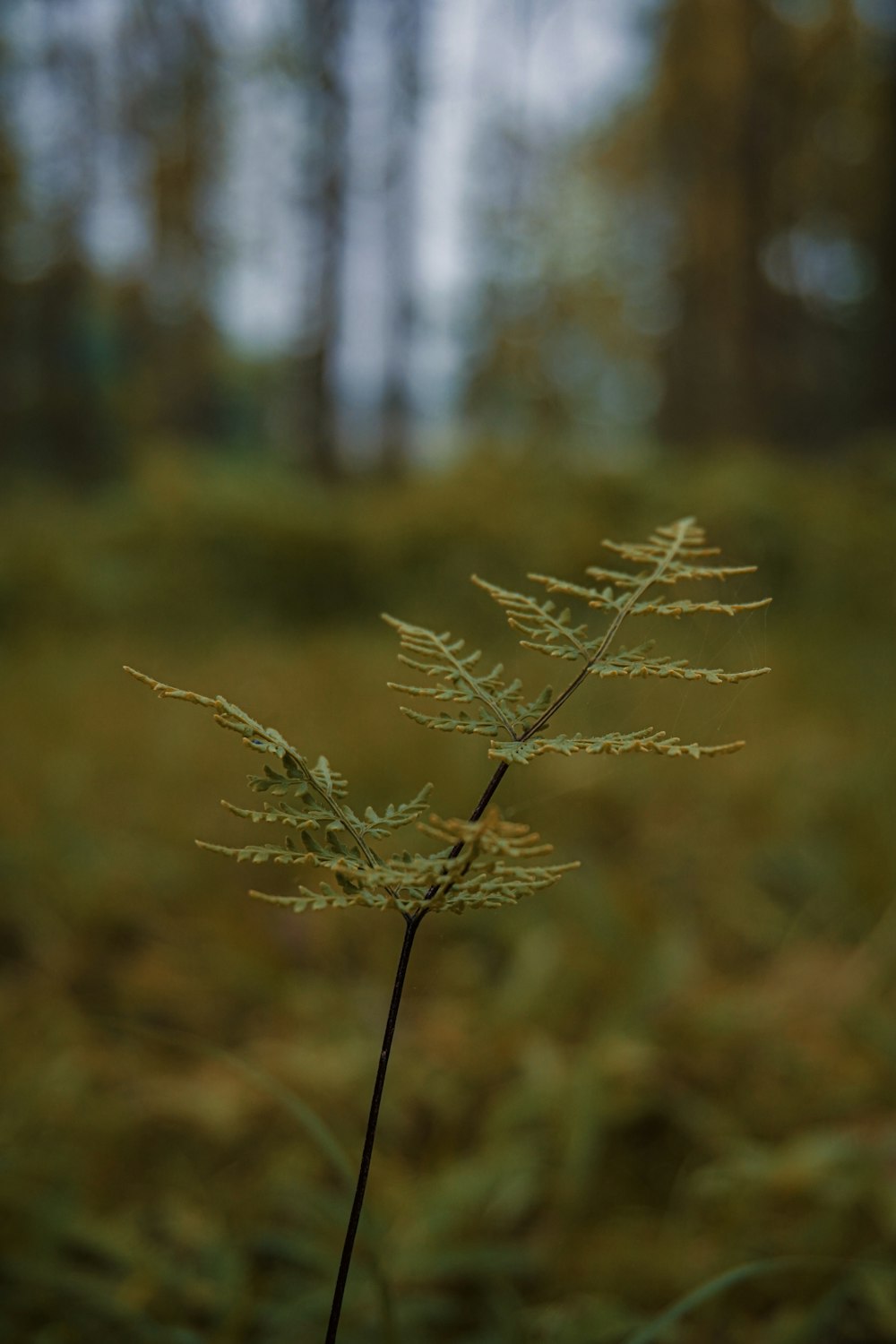 a close up of a plant in a field