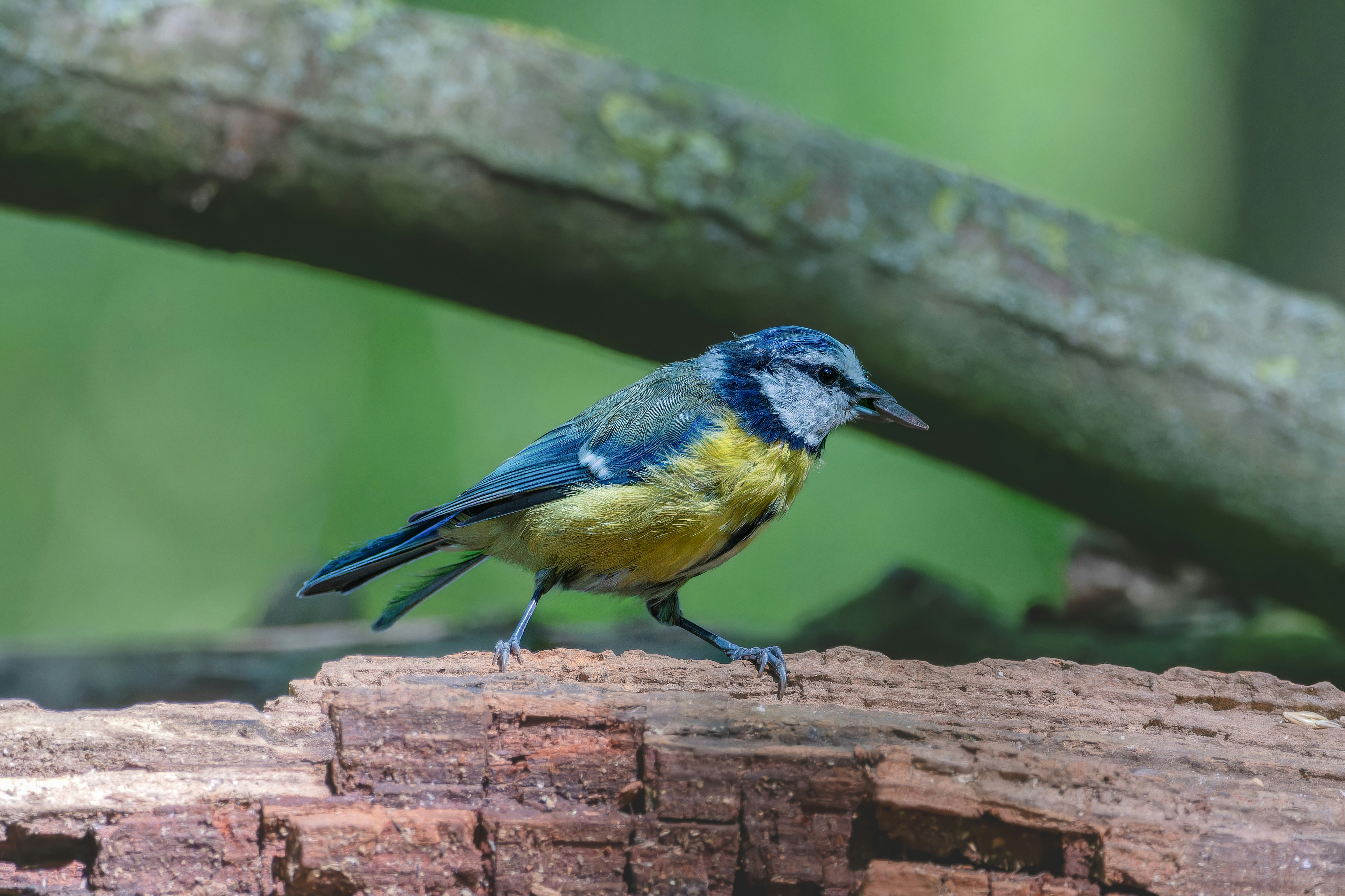 Photo by siegfriedpoepperl