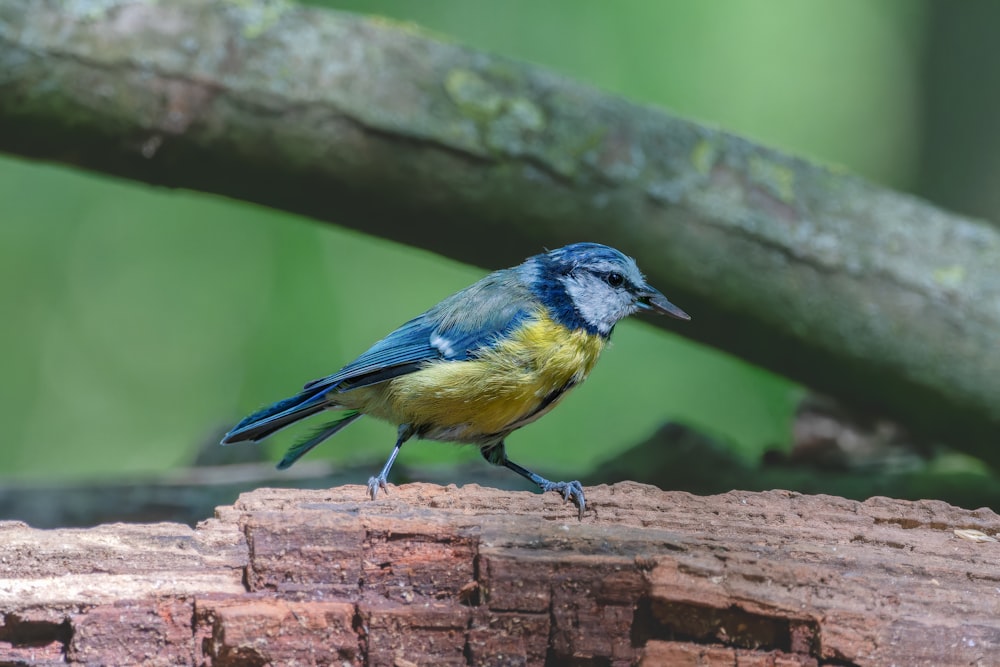 um pássaro azul e amarelo sentado em um pedaço de madeira