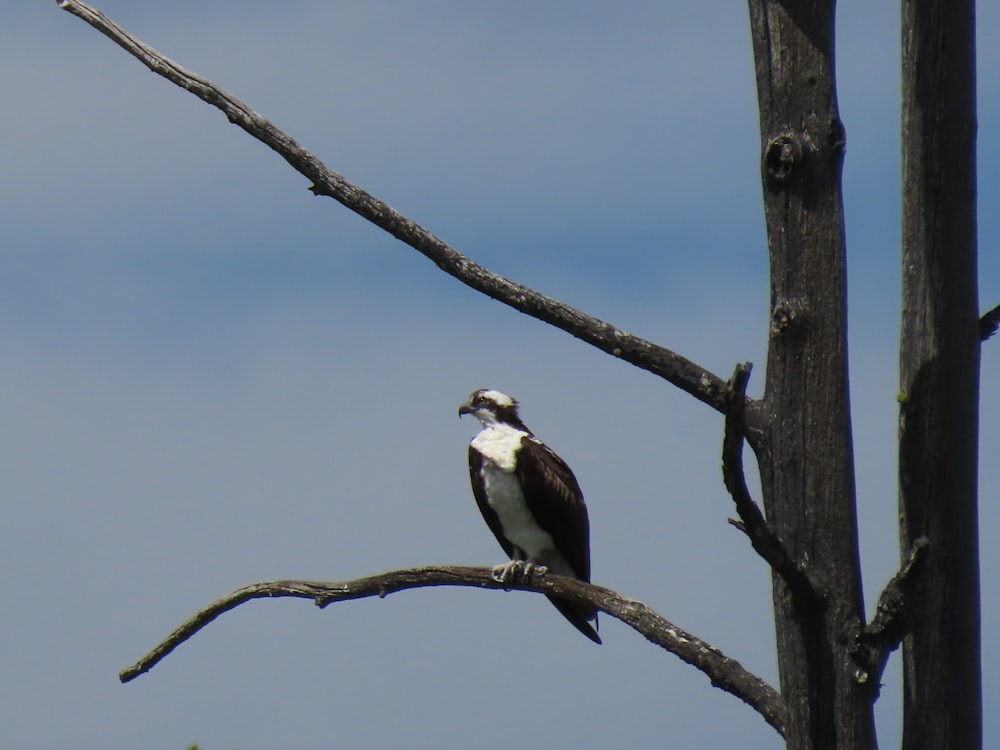 a bird is sitting on a tree branch