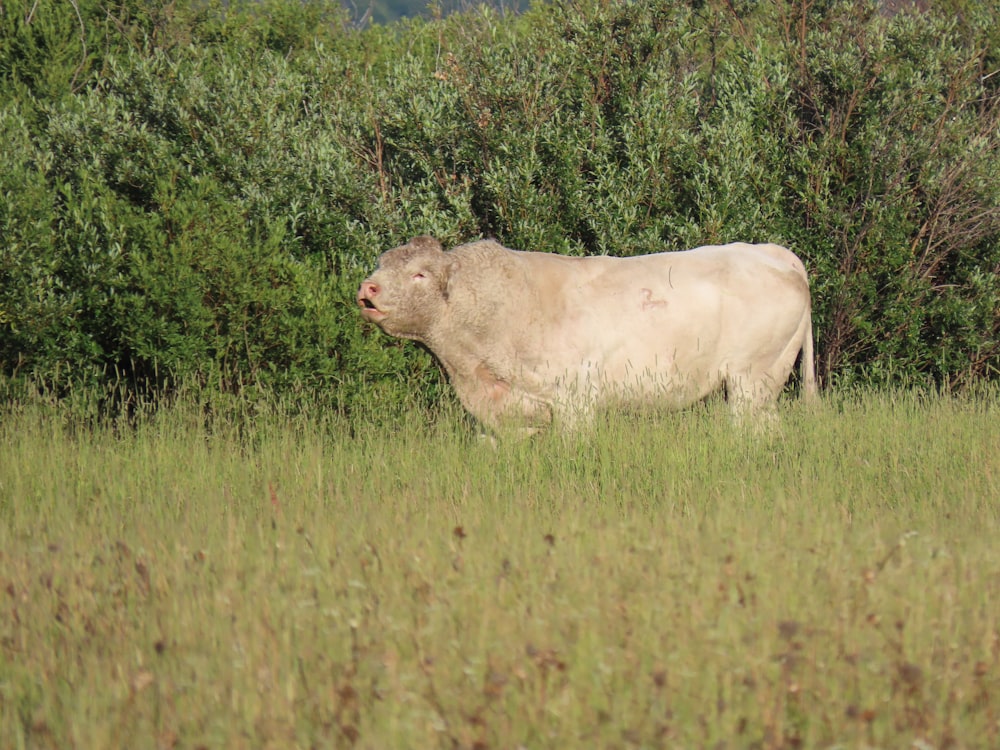 una mucca in piedi in un campo di erba alta