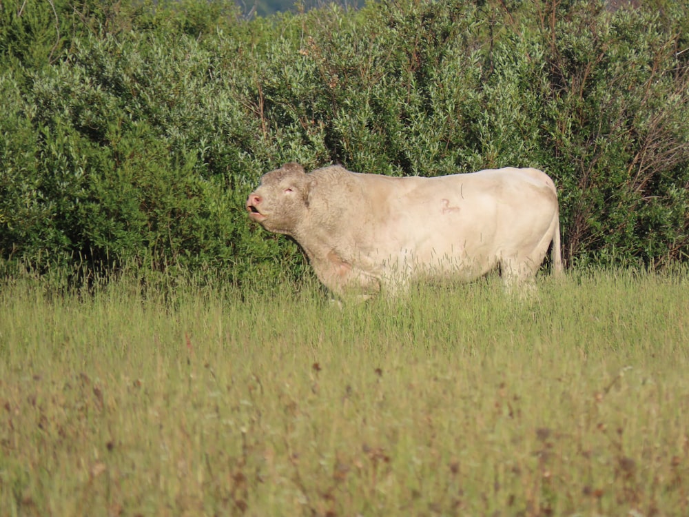 Una vaca parada en un campo de hierba alta