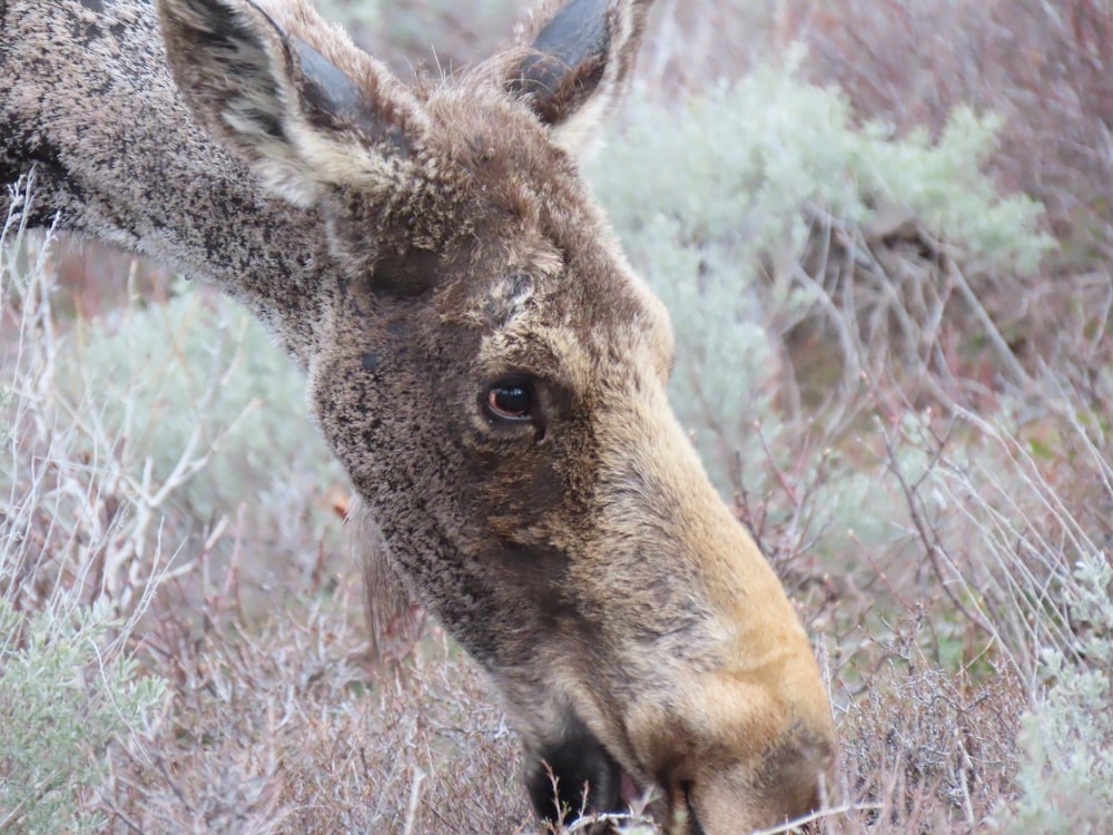 a close up of a deer in a field