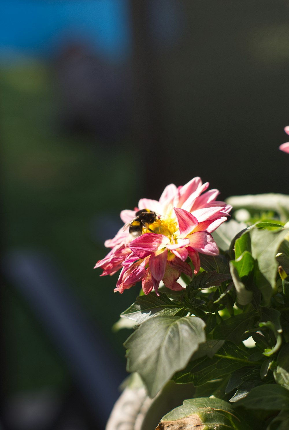 a bee is sitting on a pink flower