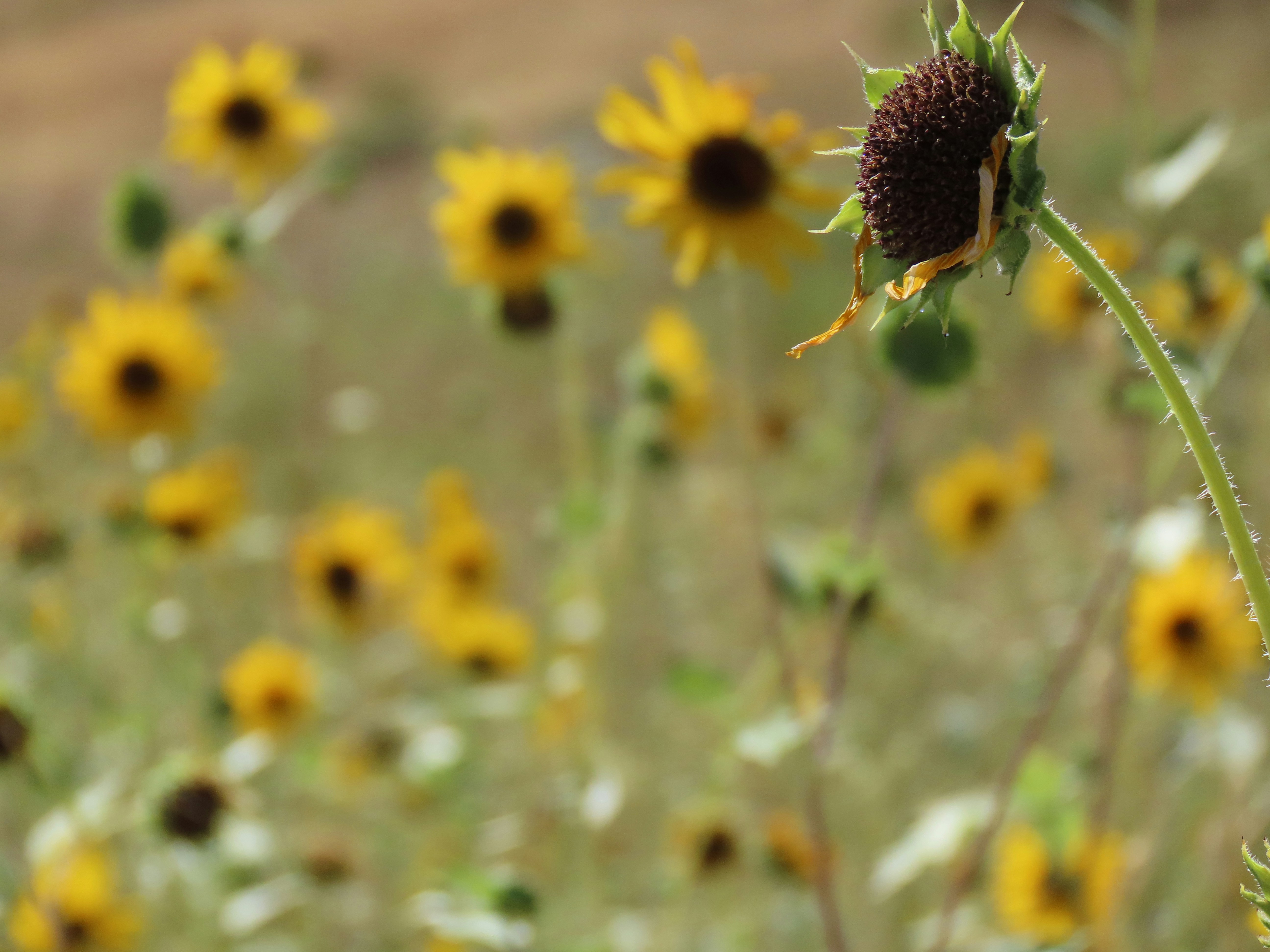 Photo by marchingnapkin