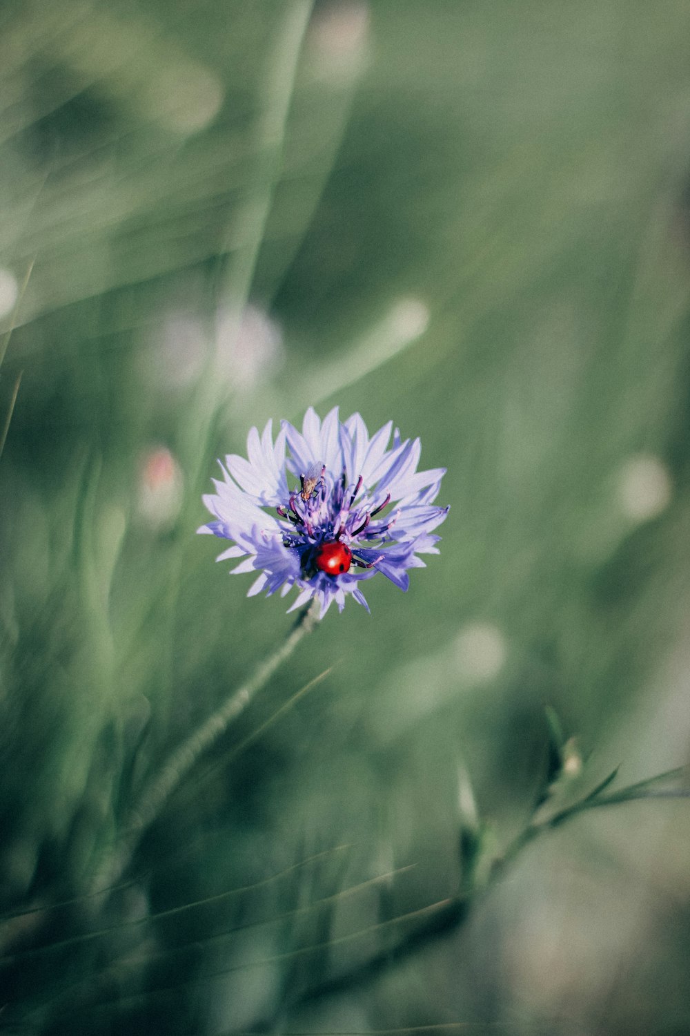 a purple flower with a lady bug on it