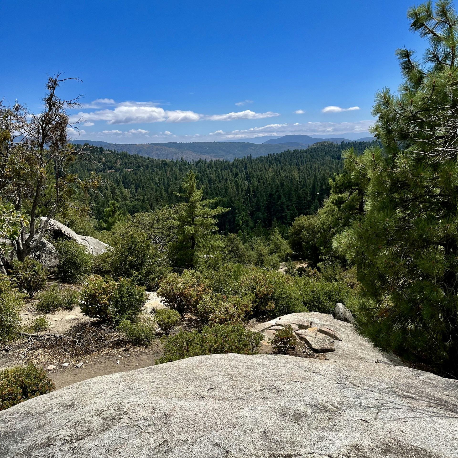 a view of a forest from the top of a mountain