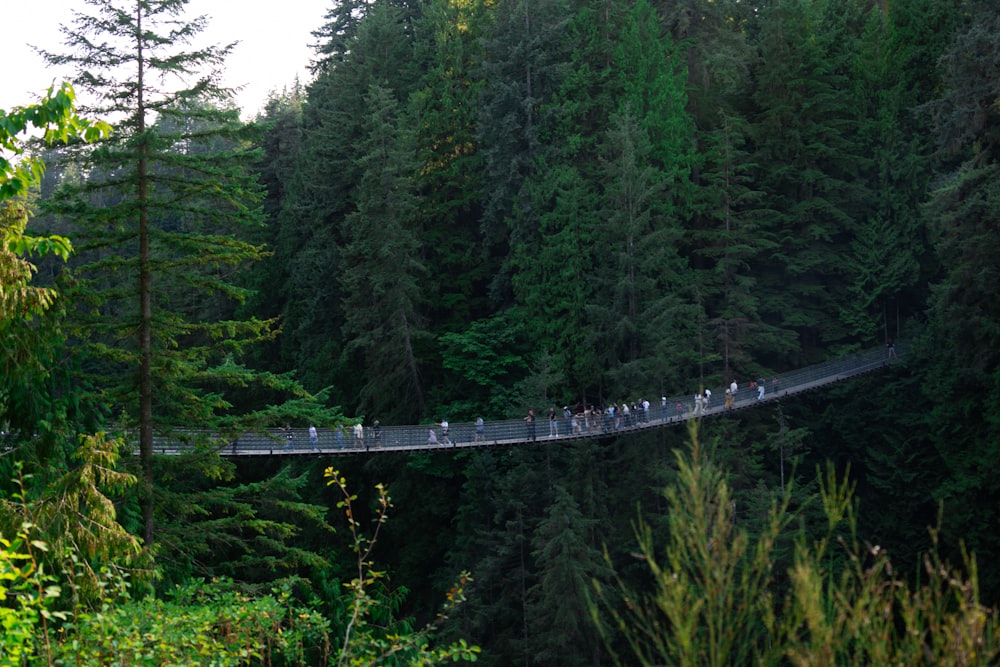 a group of people walking across a bridge in a forest