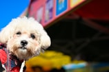 A small white dog with fluffy fur and a slightly curious expression appears in the foreground. The dog is wearing a red and blue plaid clothing item. In the background, blurred colorful banners suggest an outdoor market or festive event.