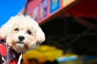 A small white dog with fluffy fur and a slightly curious expression appears in the foreground. The dog is wearing a red and blue plaid clothing item. In the background, blurred colorful banners suggest an outdoor market or festive event.