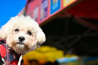 A small white dog with fluffy fur and a slightly curious expression appears in the foreground. The dog is wearing a red and blue plaid clothing item. In the background, blurred colorful banners suggest an outdoor market or festive event.