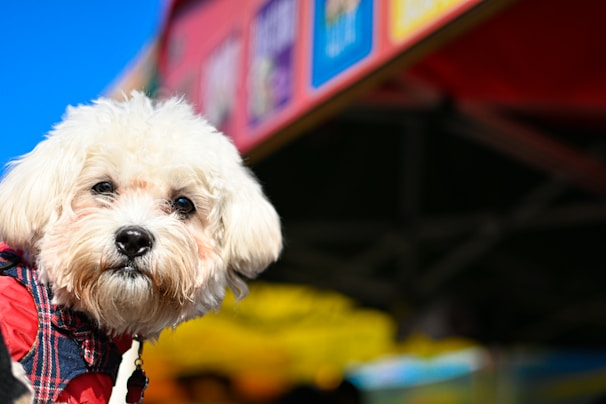 A small white dog with fluffy fur and a slightly curious expression appears in the foreground. The dog is wearing a red and blue plaid clothing item. In the background, blurred colorful banners suggest an outdoor market or festive event.