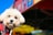 A small white dog with fluffy fur and a slightly curious expression appears in the foreground. The dog is wearing a red and blue plaid clothing item. In the background, blurred colorful banners suggest an outdoor market or festive event.