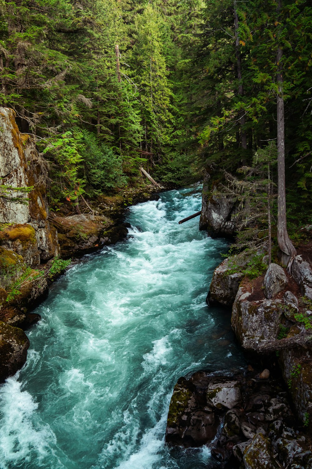 a river running through a lush green forest