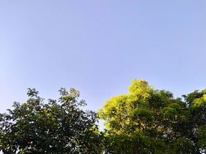 Volunteers planting trees in a reforestation project under a clear blue sky