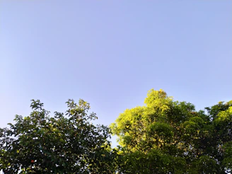 Volunteers planting trees in a reforestation project under a clear blue sky