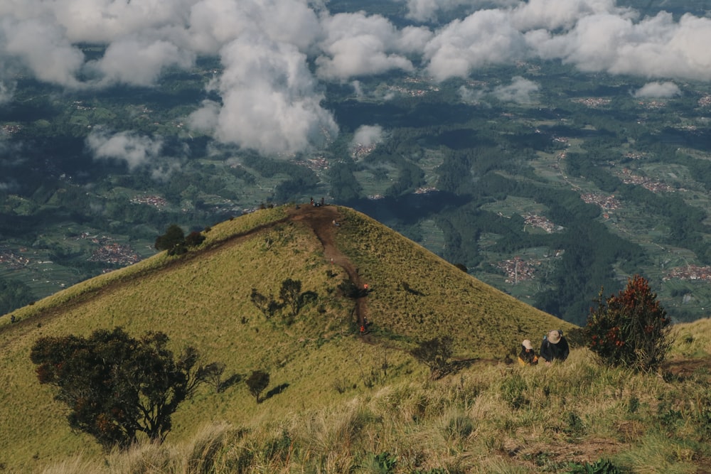 a couple of sheep standing on top of a lush green hillside