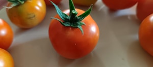 Vine-Ripened Tomatoes