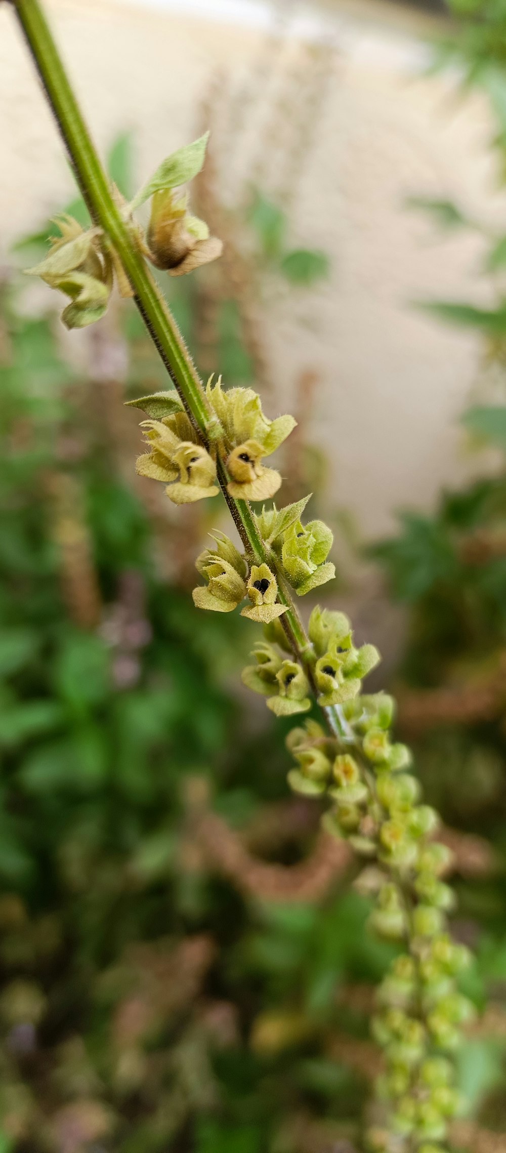 a close up of a flower on a plant