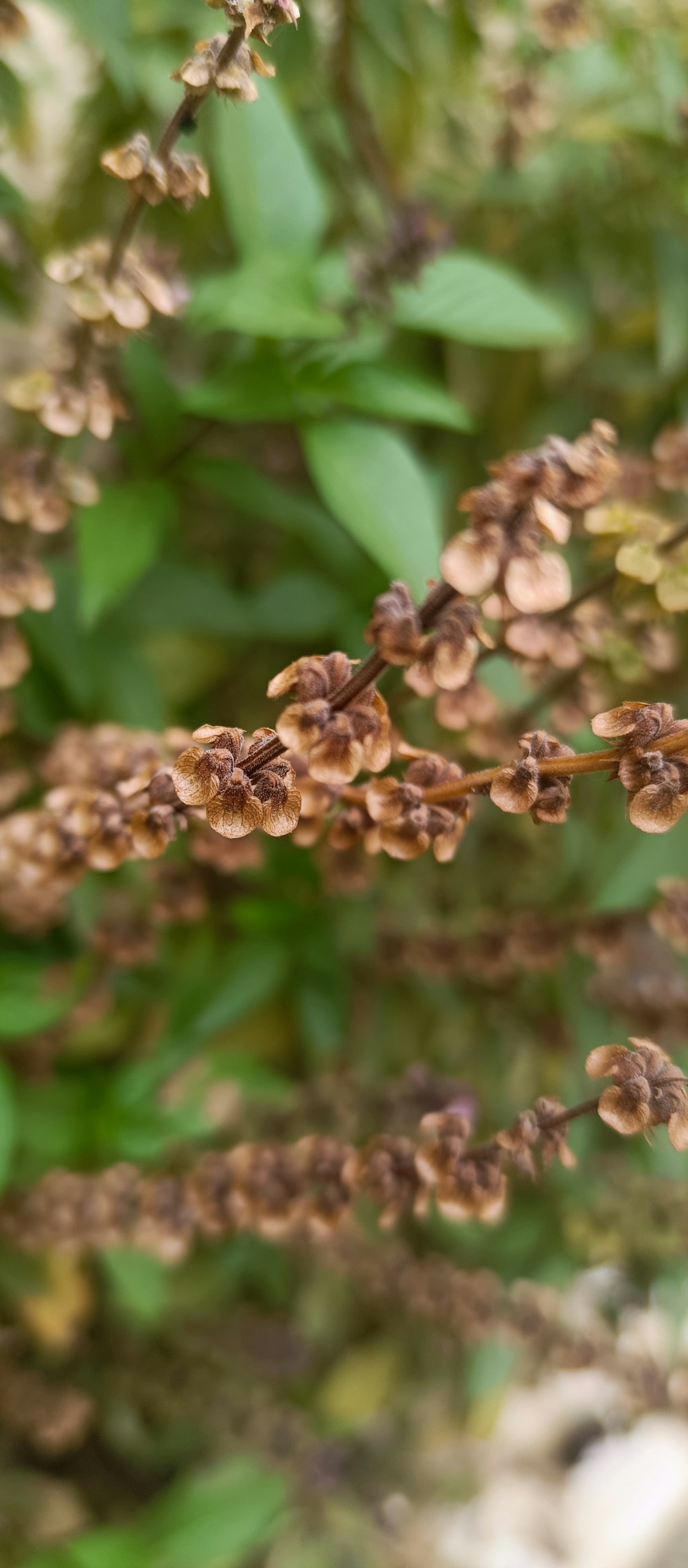 a bunch of flowers that are on a branch