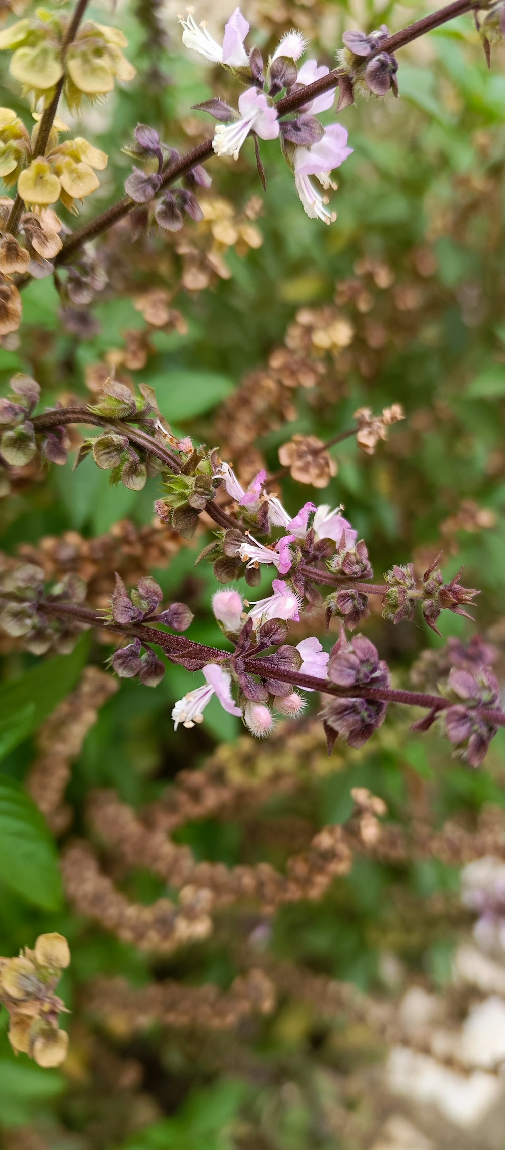 a bunch of flowers that are in the grass