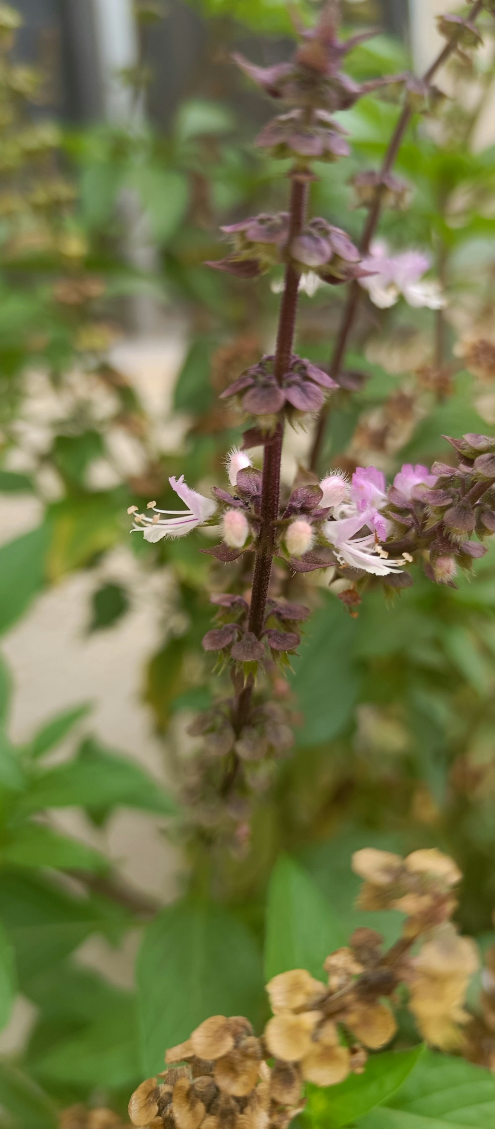 a close up of a plant with purple flowers