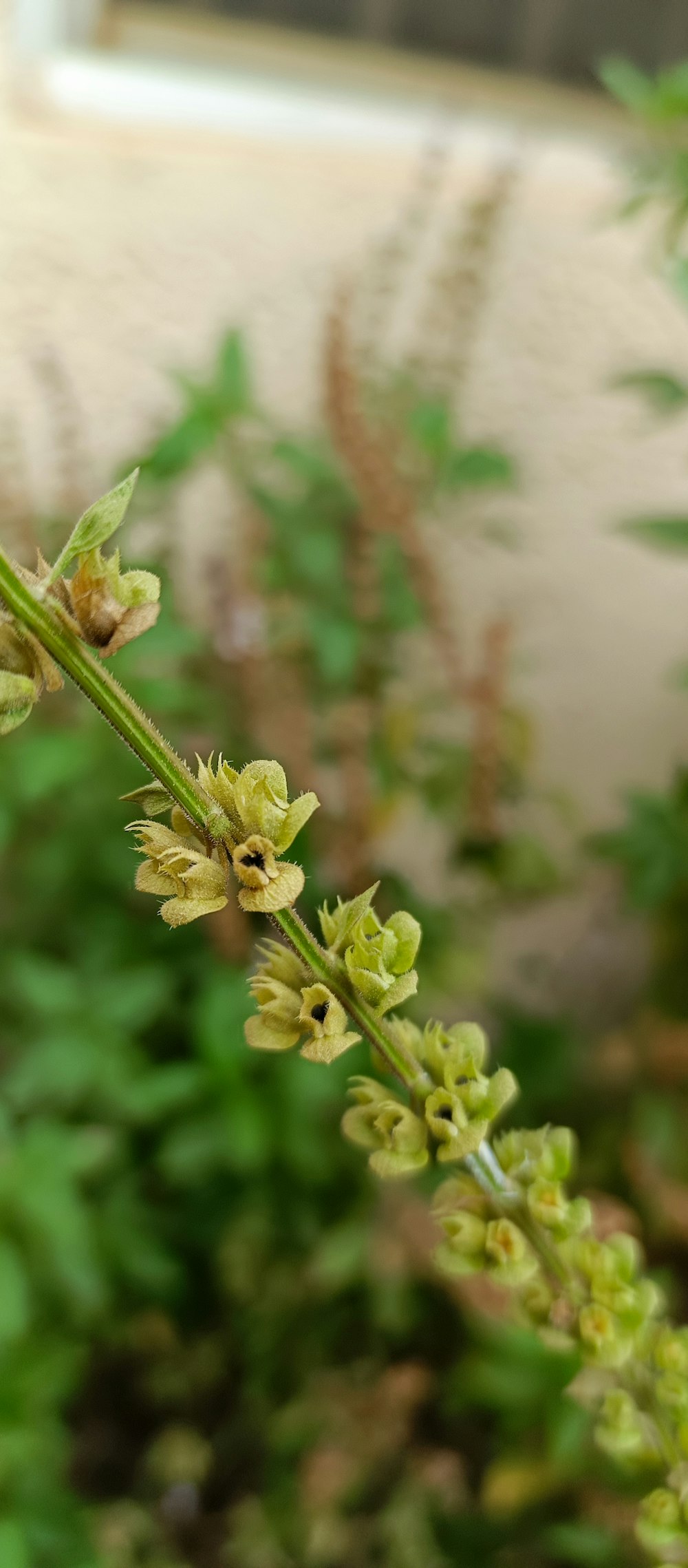 a close up of a plant with green leaves