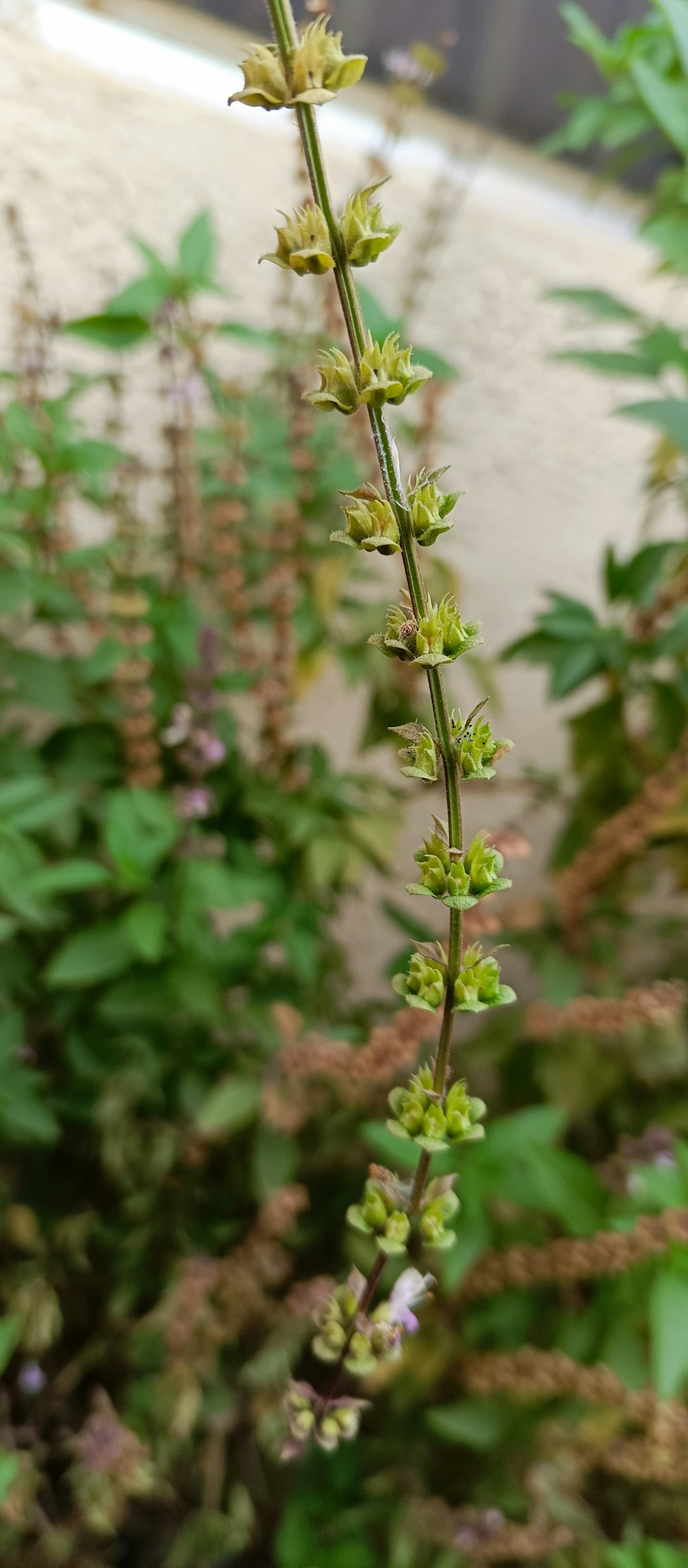 a close up of a plant with lots of flowers