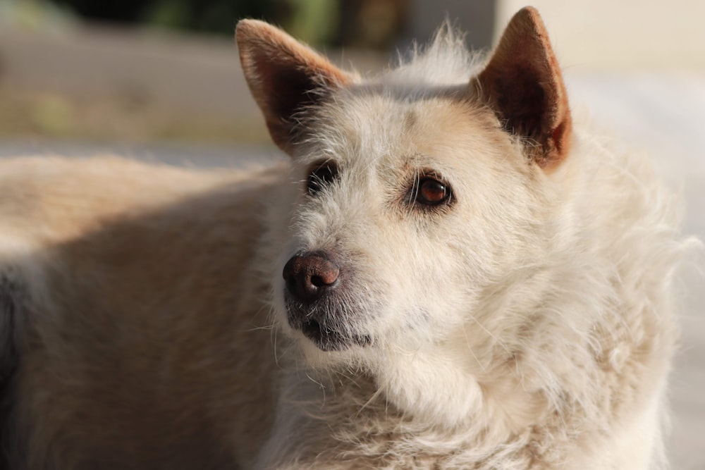 a close up of a dog with a blurry background