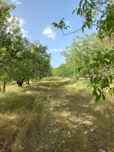 A sprawling orchard with rows of berry bushes under a clear blue sky.