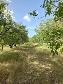 Wide shot of a vibrant orchard with neatly pruned trees under a clear sky.