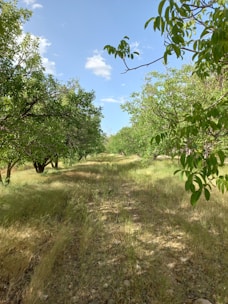 A scenic view of lush orchard grass fields ready for harvest on a sunny day.