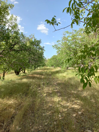 A vibrant orchard with modern agricultural machinery applying treatments under a clear sky.