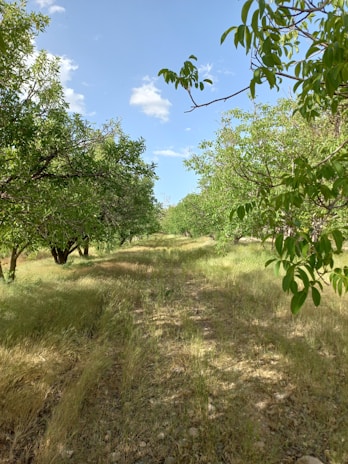A panoramic view of a lush Israeli orchard resting peacefully under a clear blue sky in observance of shemita.