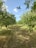 Farmer inspecting pruned fruit trees in a lush orchard with clear skies.