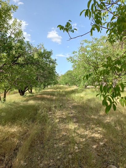 A peaceful orchard in Israel resting during the shemita year under a clear blue sky.