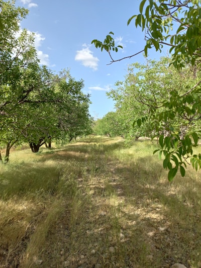 A vast avocado orchard with rows of golden yellow avocado trees heavy with large, ripe fruits under a bright sky.