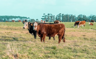 a herd of cattle standing on top of a grass covered field