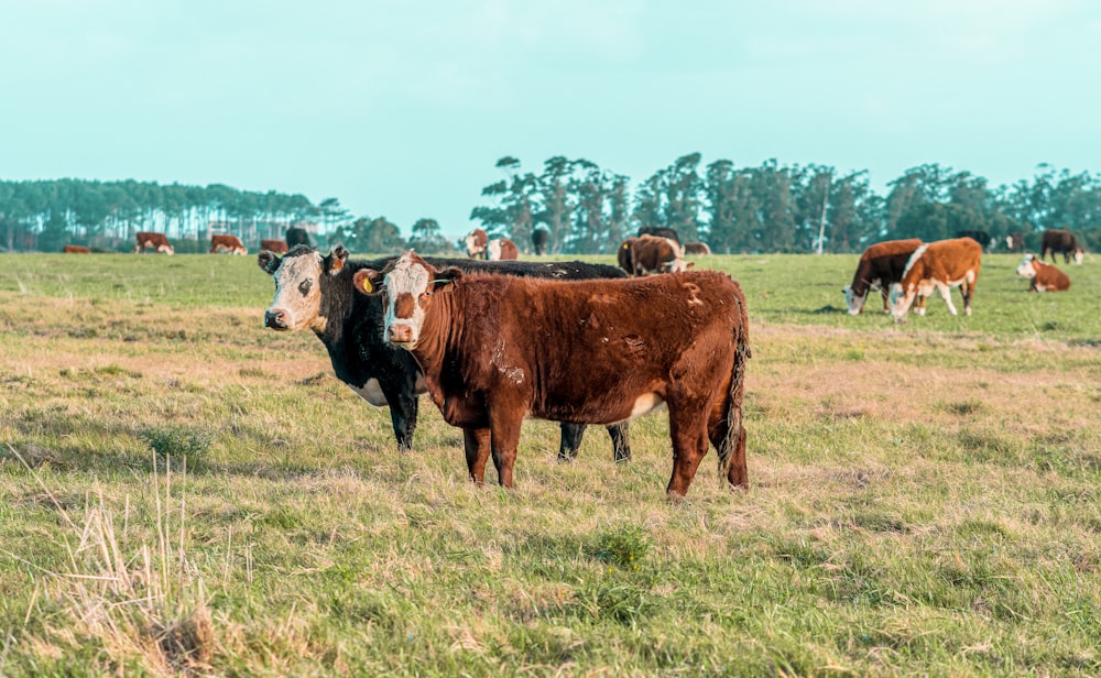 a herd of cattle standing on top of a grass covered field