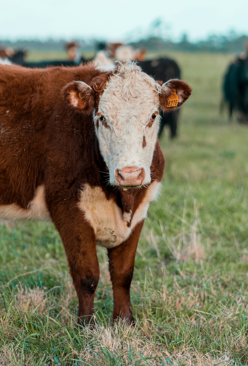 a brown and white cow standing on top of a grass covered field