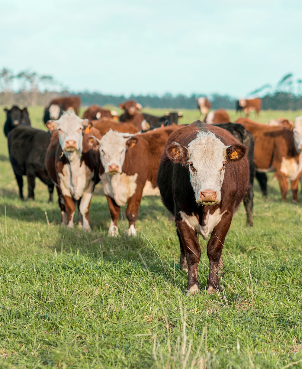 a herd of cattle walking across a lush green field