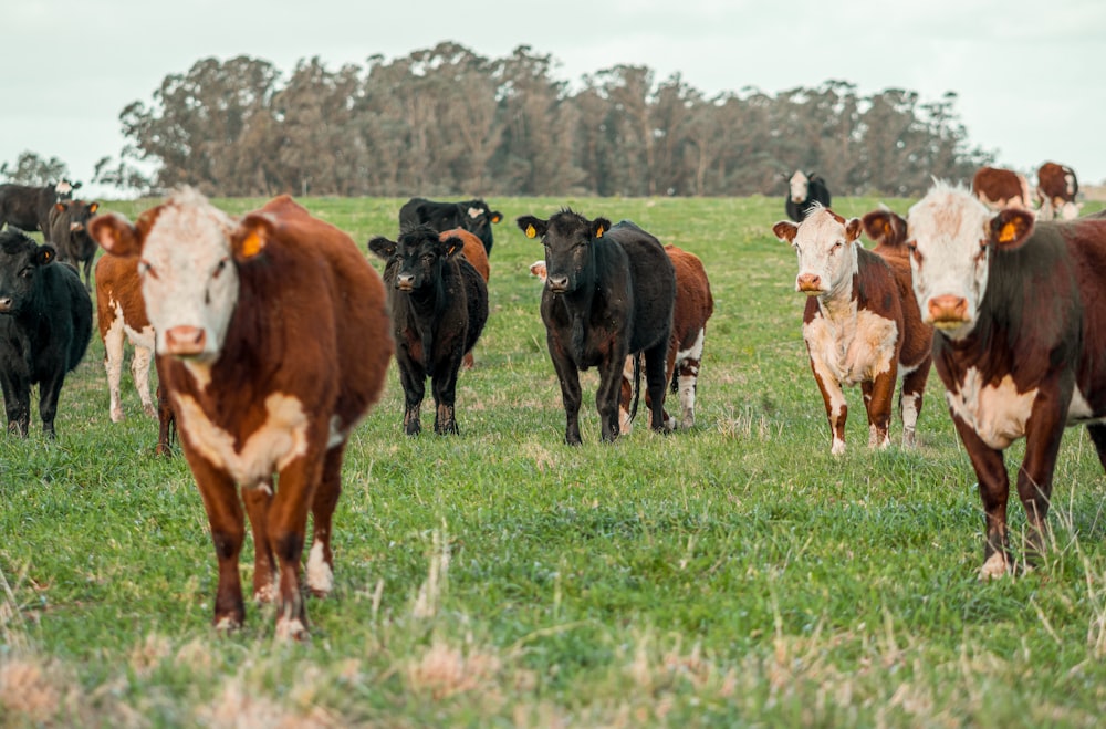 Una mandria di mucche che cammina attraverso un campo verde lussureggiante