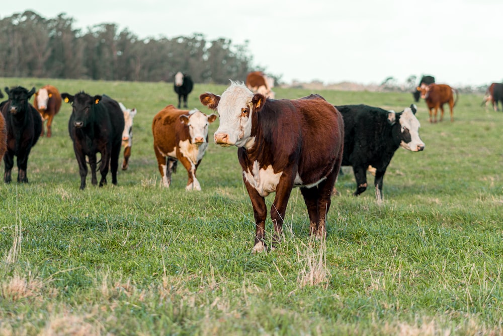 a herd of cattle standing on top of a lush green field