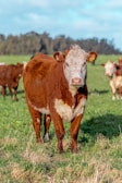a brown cow standing on top of a lush green field