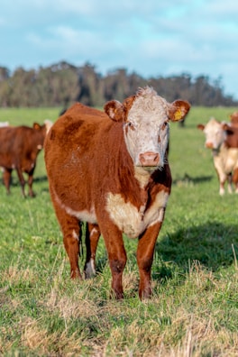 a brown cow standing on top of a lush green field