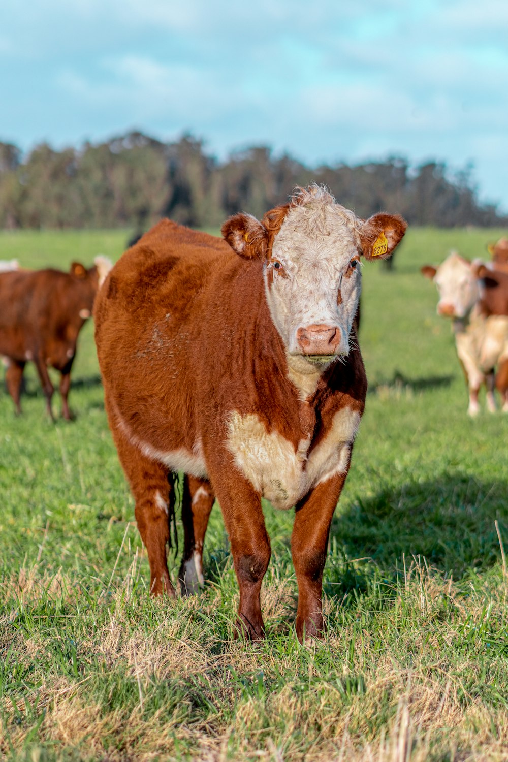 Una vaca marrón de pie en la cima de un exuberante campo verde