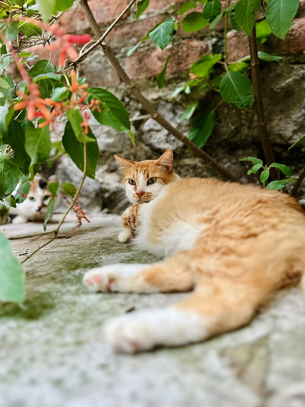 a cat laying on the ground next to a tree